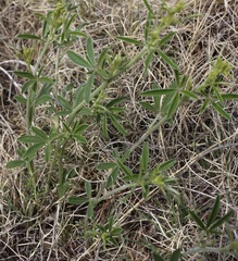 Pediomelum digitatum