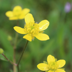 Ranunculus cicutarius