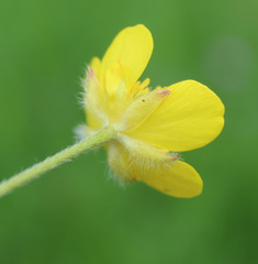 Ranunculus cicutarius
