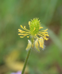 Ranunculus cicutarius