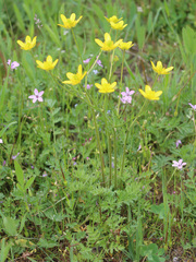 Ranunculus cicutarius