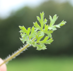 Ranunculus cicutarius