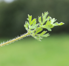Ranunculus cicutarius