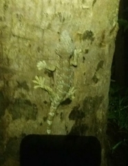 Gekko gecko