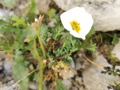 Papaver alpinum