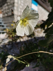 Papaver alpinum