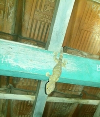 Gekko gecko