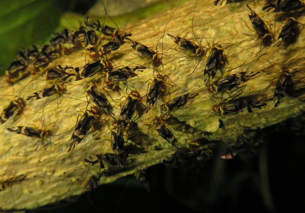 Clematoscenea lemniscata