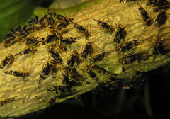 Clematoscenea pulchra