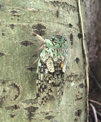 Dyticopycna semiclara
