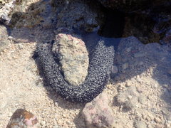 Holothuria leucospilota