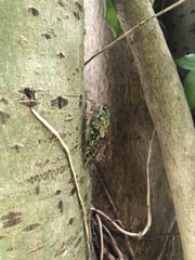 Dyticopycna semiclara