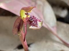 Chiloglottis curviclavia