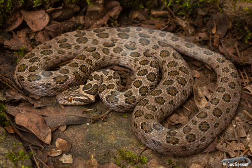 Spotted House Snake (Lamprophis guttatus) · iNaturalist