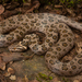 Spotted House Snake - Photo (c) Gus Benson, some rights reserved (CC BY-NC), uploaded by Gus Benson