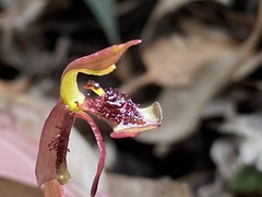 Chiloglottis curviclavia