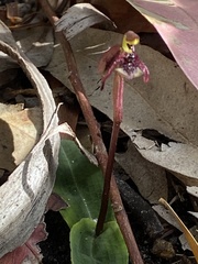 Chiloglottis curviclavia