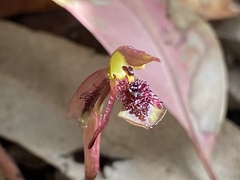 Chiloglottis curviclavia