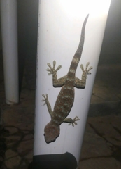 Gekko gecko
