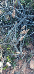 Tribolium hispidum