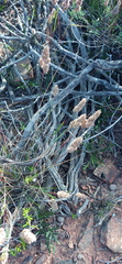 Tribolium hispidum