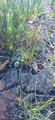 Tribolium hispidum