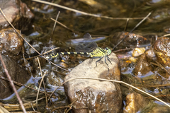 Hemigomphus comitatus