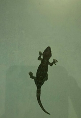 Gekko gecko