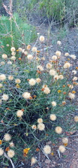 Heterolepis peduncularis