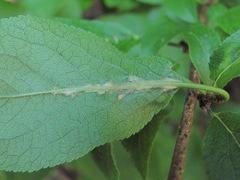 Eriophyes similisprunianus