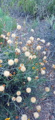 Heterolepis peduncularis