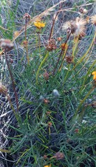 Heterolepis peduncularis