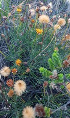 Heterolepis peduncularis