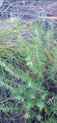 Teucrium africanum