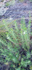 Teucrium africanum