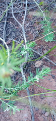 Teucrium africanum