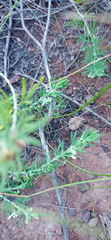 Teucrium africanum