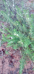 Teucrium africanum