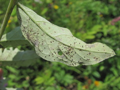 Puccinia psephelli