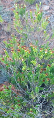 Oedera uniflora