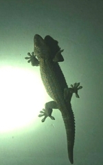 Gekko gecko