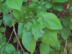 Eriophyes similisprunianus