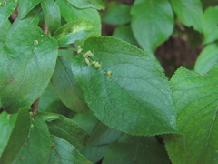 Eriophyes similisprunianus