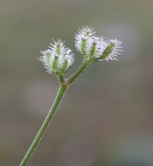 Torilis leptophylla