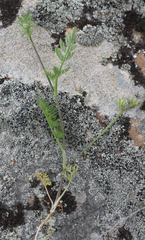 Torilis leptophylla