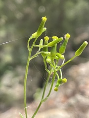 Senecio tenuiflorus