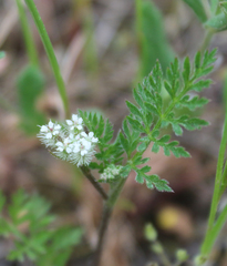 Torilis leptophylla
