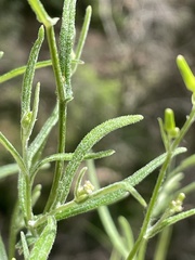 Senecio tenuiflorus