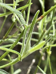 Senecio tenuiflorus