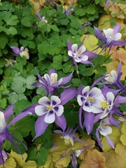 Aquilegia